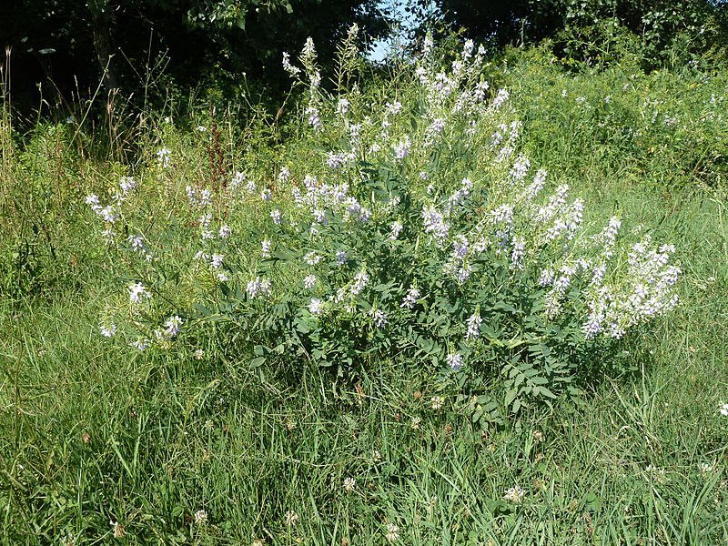 Parco della Caffarella - Galega officinalis